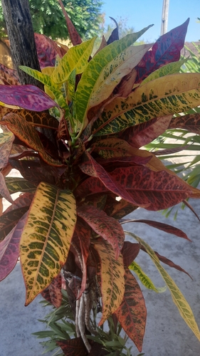Variegated Croton