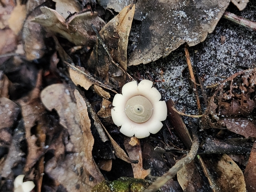Geastrum
