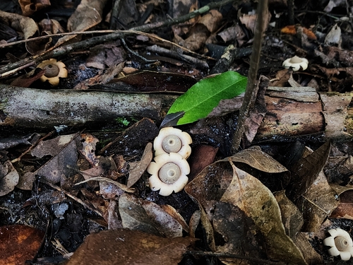 Geastrum (Photo 2 of 3)