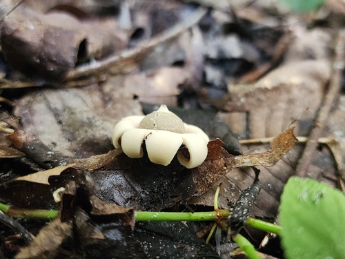 Geastrum (Photo 3 of 3)