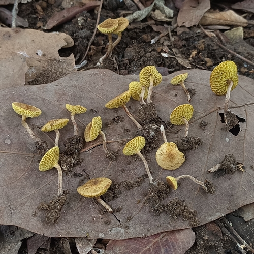 Phylloporus tubipes