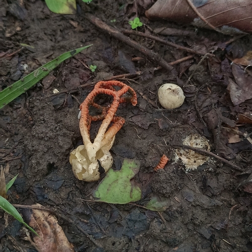 Craypot Stinkhorn