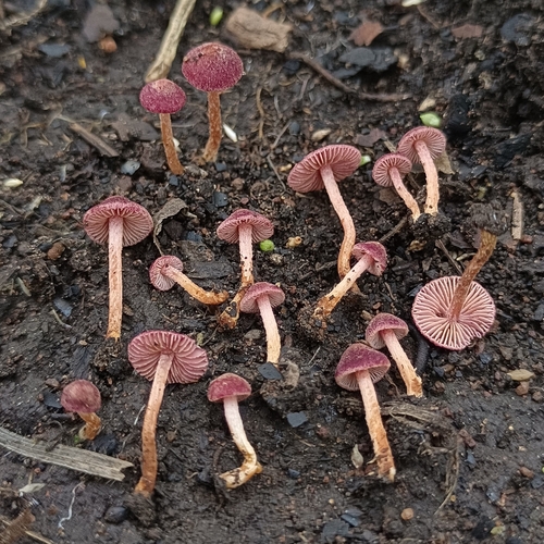 Inosperma africanum