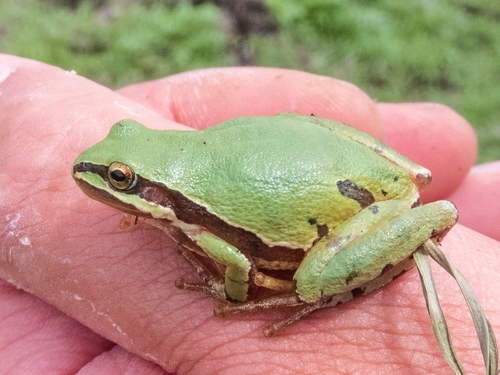 Mountain Tree Frog