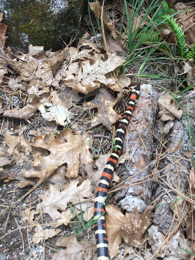 California Mountain Kingsnake In June 2019 By Kale INaturalist   Large 