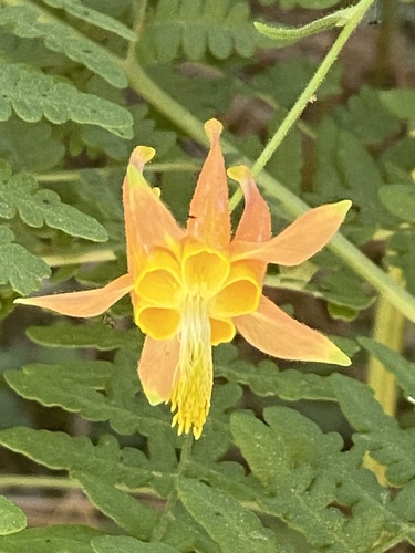 iNaturalist observation photo of columbines