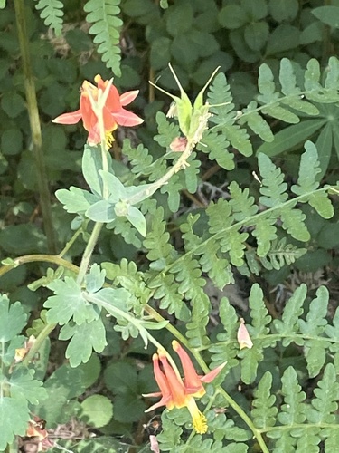 iNaturalist observation photo of western columbine