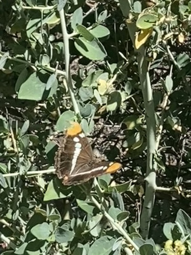 iNaturalist observation photo of California Sister