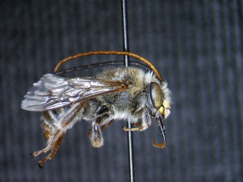 Long-horned bee