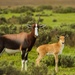 Bontebok - Photo (c) Will Sweet, all rights reserved, uploaded by Will Sweet
