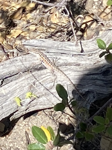 iNaturalist observation photo of Western Side-blotched Lizard