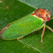 Oak Leafhopper - Photo (c) petermclight, all rights reserved