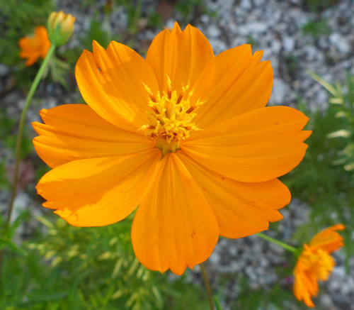 Yellow Cosmos
