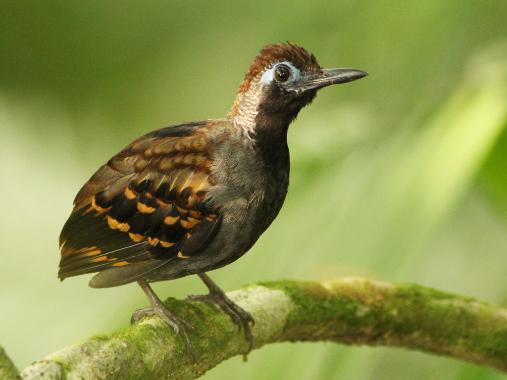 Wing-banded Antbird (Myrmornis torquata) photo