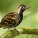 Wing-banded Antbird - Photo (c) David Beadle, all rights reserved, uploaded by David Beadle