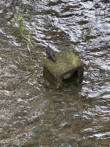 Plumbeous Water Redstart