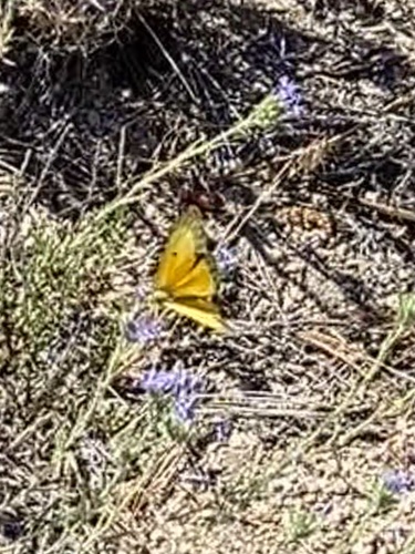iNaturalist observation photo of Orange Sulphur