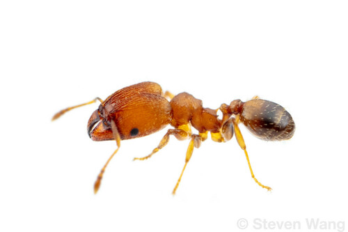 Pheidole constipataPheidole constipata