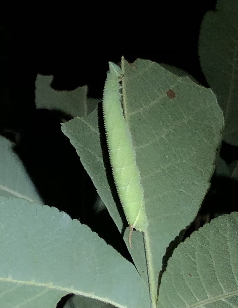 Walnut Sphinx from Rebel Ct, Youngsville, NC, US on July 17, 2024 at 10 ...
