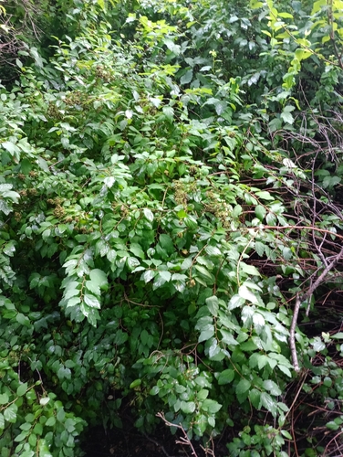 Наблюдение на iNaturalist