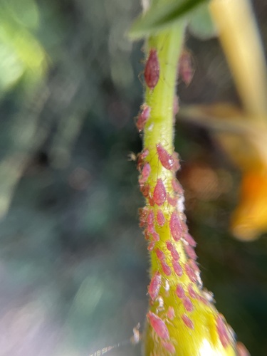 iNaturalist observation photo of Macrosiphini