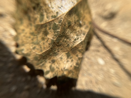 iNaturalist observation photo of Fungi Including Lichens