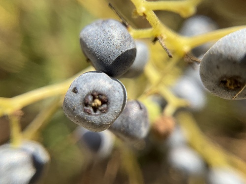 iNaturalist observation photo of blue elder