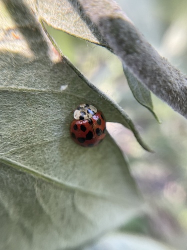 iNaturalist observation photo of Asian Lady Beetle