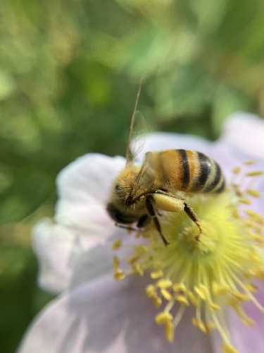 iNaturalist observation photo of Western Honey Bee