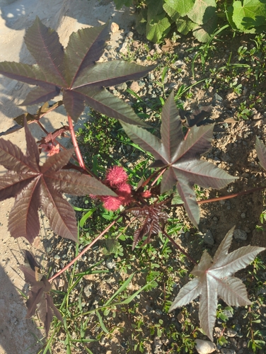 castor bean