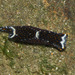 White-speckled Headshield Slug - Photo (c) Abhishek Jamalabad, all rights reserved, uploaded by Abhishek Jamalabad