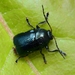 Blue Pot Beetle - Photo (c) WonGun Kim, all rights reserved, uploaded by WonGun Kim
