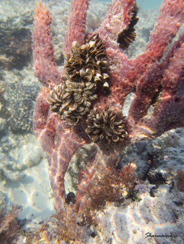 Callyspongia osculata