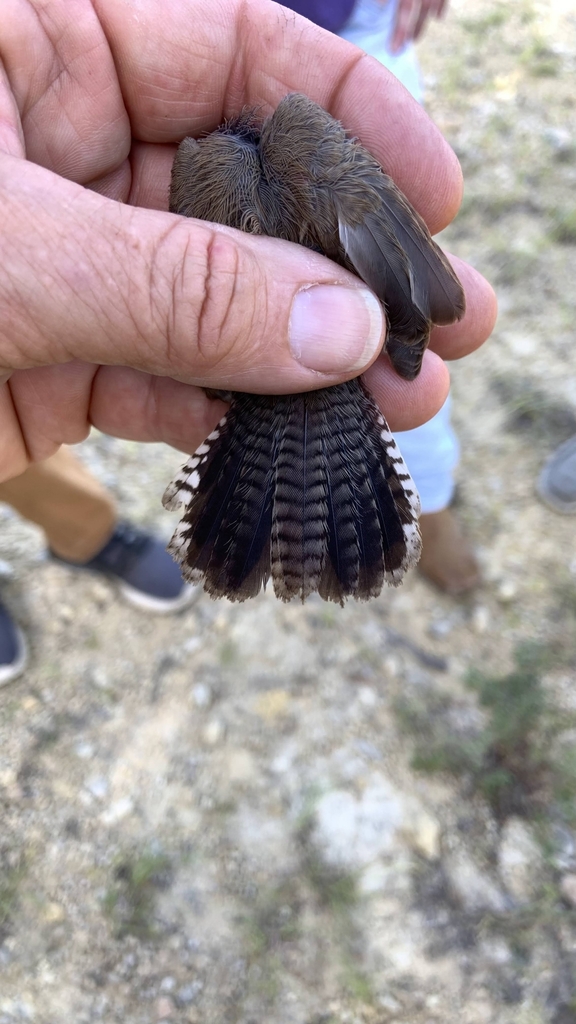 Bewick's Wren from Fort Cavazos, TX, USA on July 5, 2024 at 08:26 AM by ...