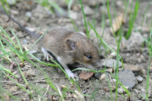 European Wood Mouse