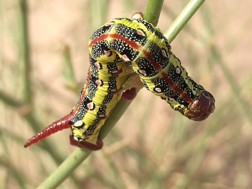Hyles tithymali deserticola