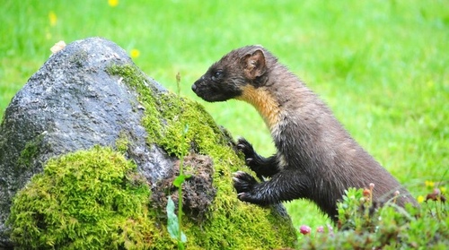 Eurasian Pine Marten