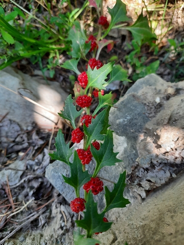 Strawberry Goosefoot