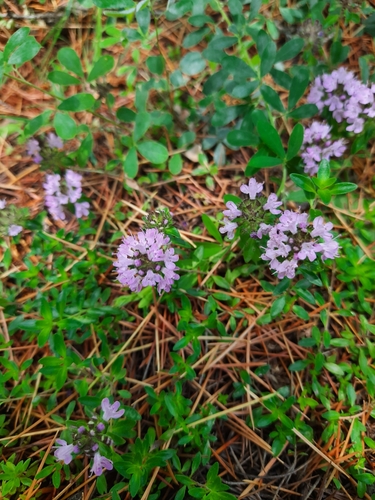 Thymus linearis