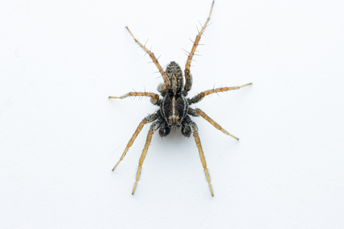 Pin-Stripe Wolf Spider Complex