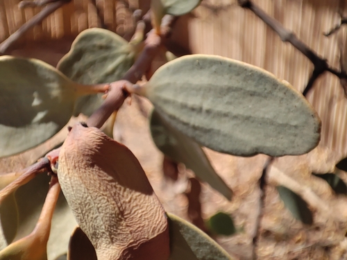 Plicosepalus acaciae