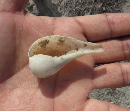 Atlantic Fig Snail