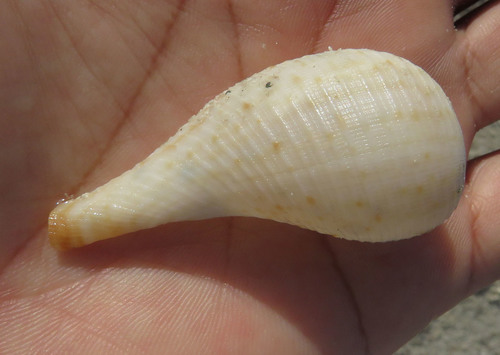 Atlantic Fig Snail