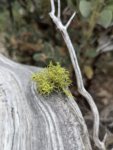 iNaturalist observation photo of Wolf Lichens