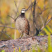 Florida Bobwhite - Photo (c) Clarence Holmes, all rights reserved