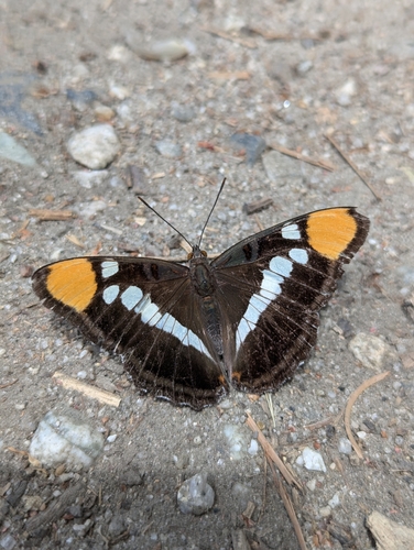 iNaturalist observation photo of California Sister