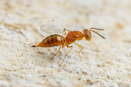 Allocerastichus