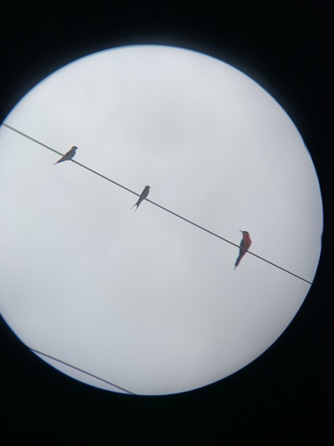 Rosy Bee-eater