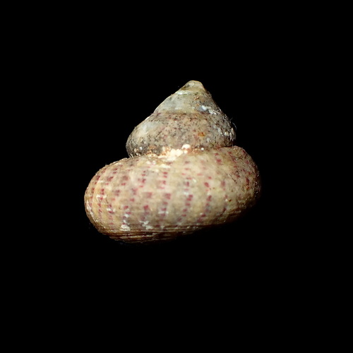 Steromphala divaricata