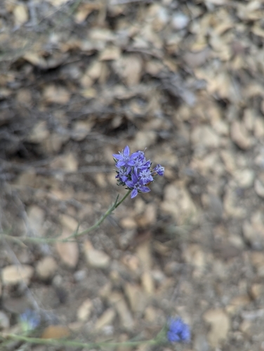 iNaturalist observation photo of giant woollystar